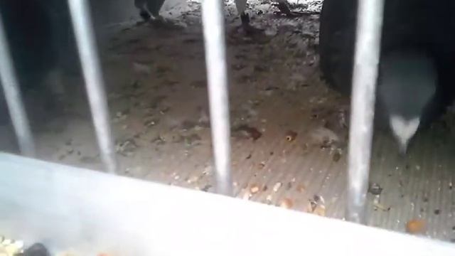 Slany 4 смотреть онлайн