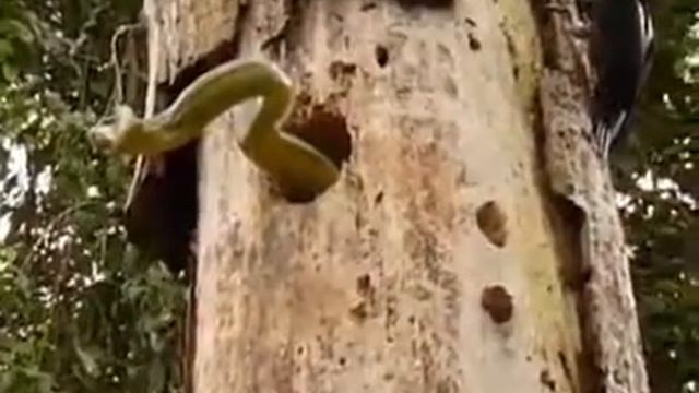 Дерзкий дятел смотреть онлайн