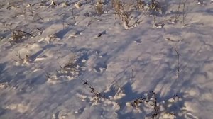 охота на зайца с русским охотничьим спаниелем, прикол!!!