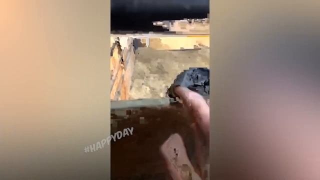 ПРИКОЛЫ С ЖИВОТНЫМИ 2023 / СМЕХ ДО СЛЕЗ / САМЫЕ СМЕШНЫЕ КОШКИ 2023!!! смотреть онлайн