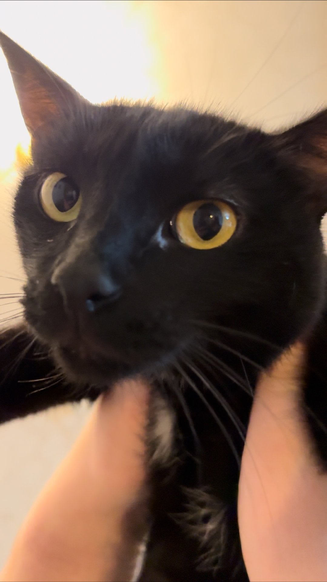 Лопух(Трюкач).31-й день лечения.