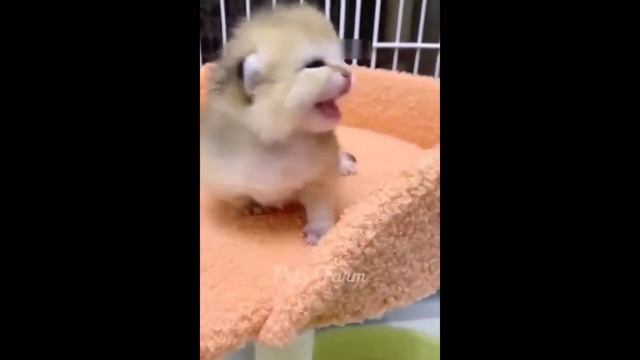 Самые смешные животные 2023 😂 Смешные кошки и собаки 🐱🐶 Приколы с Животными 2023 смотреть онлайн