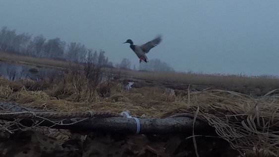 Открытие весенней охоты на селезня.В Новосибирской области смотреть онлайн