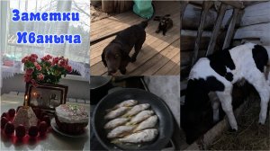 Пасхальный подарок от нашей коровки