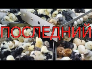 Последний вывод цыплят 2023 | Инкубация в жару