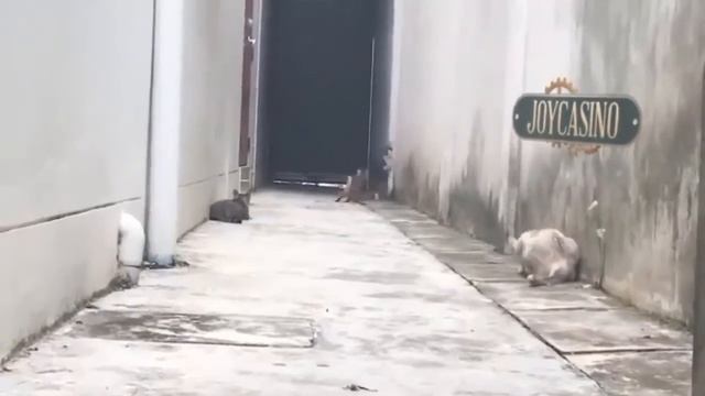 Нарезка смешных видео 2021. Ржака. Смешные животные и не только смотреть онлайн