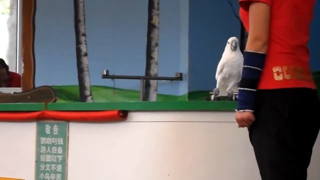 Попугай на роликах смотреть онлайн