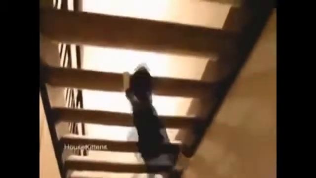 Ну очень смешные котята и кошки! Смех! смотреть онлайн