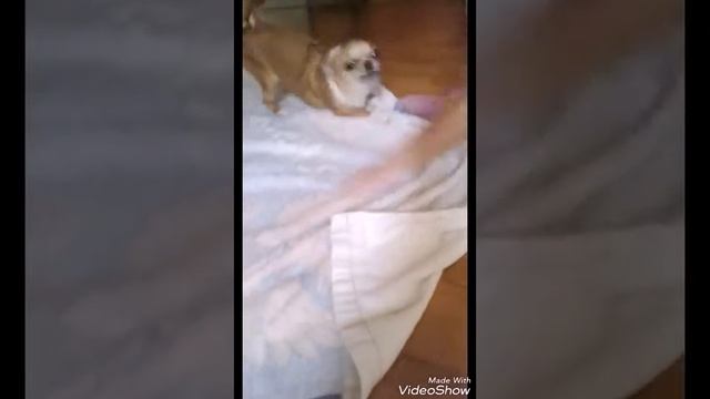 МОЯ СОБАКА ПОСЛЕ ВАННЫ !!!!! смотреть онлайн