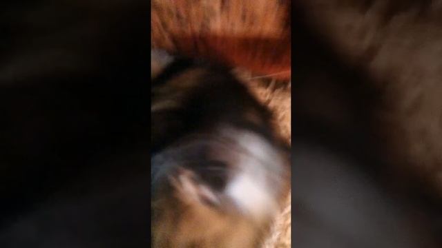 Ну очень любим канал анука давайка смотреть онлайн