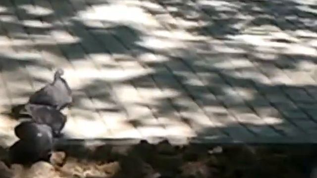 Голубиное пати смотреть онлайн