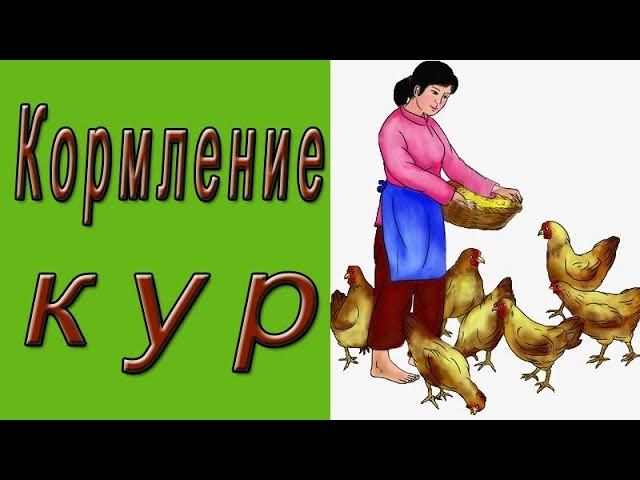 Кормление кур несушек.  Пищеварение кур