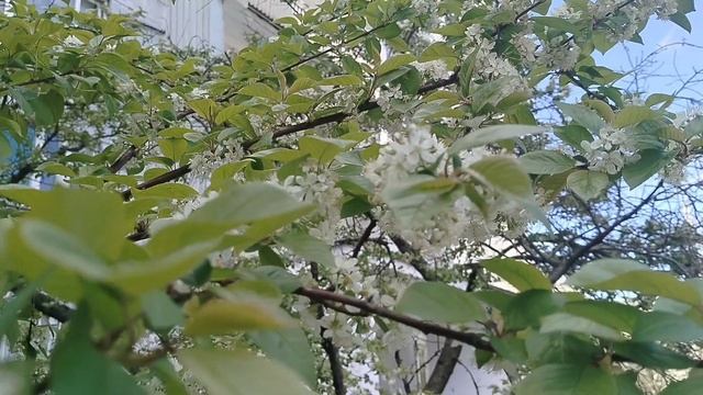 Зацвели вишни и тюльпаны около нашего дома в Москве 28.04.2025 смотреть онлайн