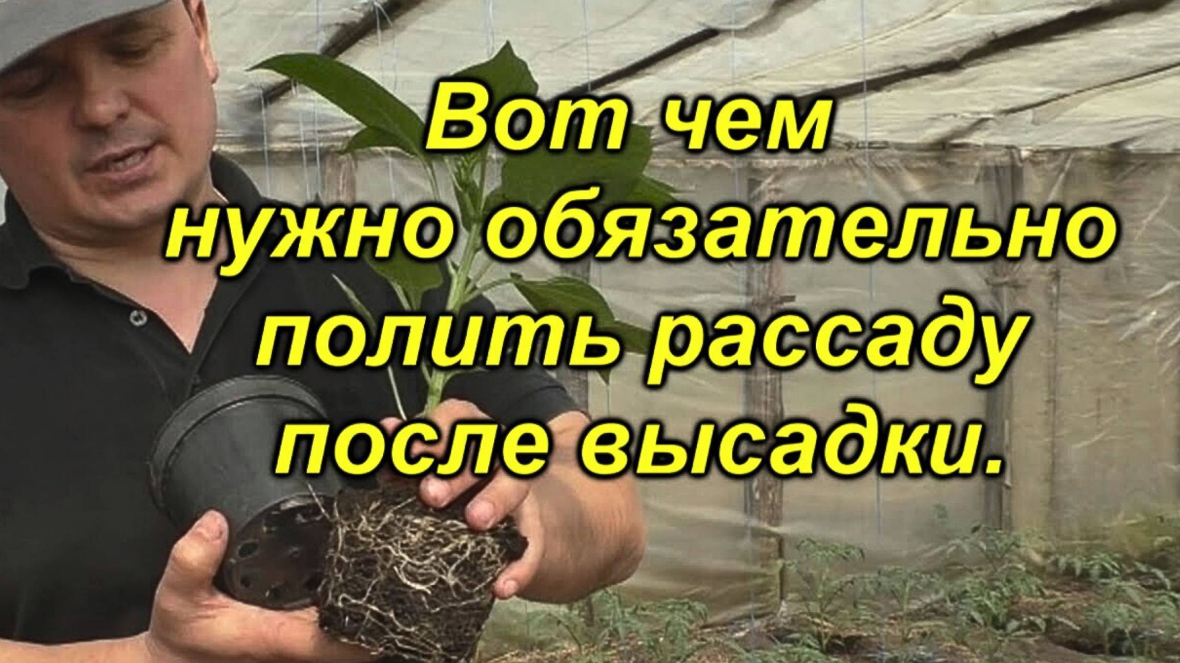 🌱 Чем поливаю рассаду сейчас для защиты от гнилей? Как ухаживать за рассадой правильно. смотреть онлайн