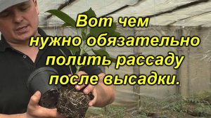 🌱 Чем поливаю рассаду сейчас для защиты от гнилей? Как ухаживать за рассадой правильно.