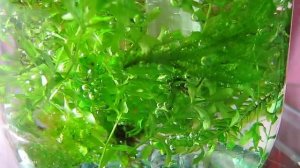 Дезинфекция аквариумных растений СО2