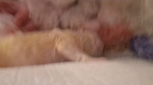 Рожаем дома. Сложные роды собаки. Порода Бишон Фризе. #Kennel_BrightStarDog #dog #puppy