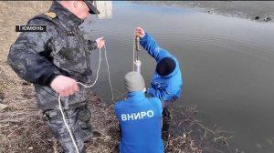 Эксперты изучили озеро Тихое в Тюмени из-за массового мора рыбы