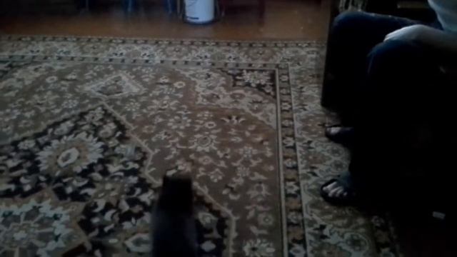 Злой котенок (мертвая хватка) смотреть онлайн