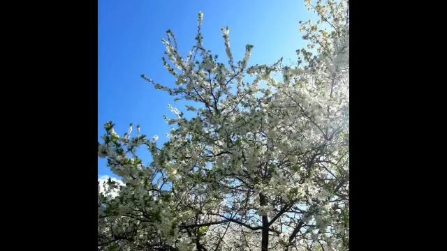 Прекрасная весна.mp4 смотреть онлайн