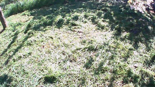 Сегодняшний, очень продуктивный покос) Горжусь собой! 💪