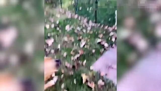 Смешные животные / Приколы с животными / Домашние животные / Сборник приколов смотреть онлайн
