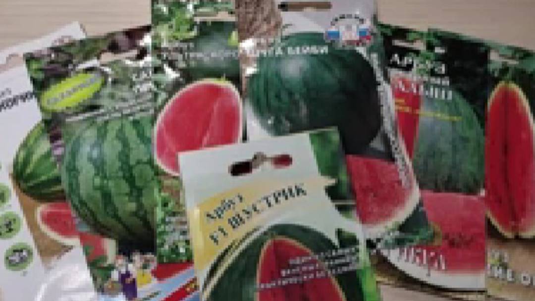 Пока еще есть время посадить в теплицу или на рассаду скороспелые арбузы. Подборка семян арбузов. смотреть онлайн