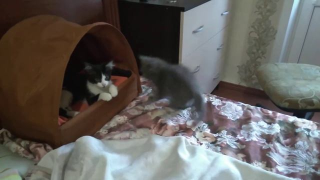 Кумо-тян и Асико две моих пушистых принцессы. Утро 2-й день, как Кумосечка у нас появилась. смотреть онлайн
