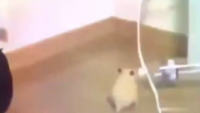 хомяк с бутылкой смотреть онлайн