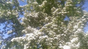 Боярышник цветение