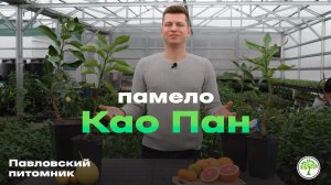 Помело для комнатного выращивания | Павловский питомник