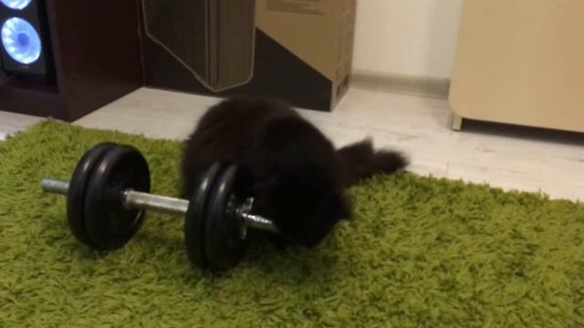 Кот на тренировке. Прикол с котом. смотреть онлайн