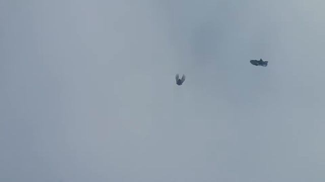 Снова на выходных голубей разганиваю смотреть онлайн