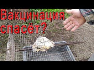 Про вакцинацию кур