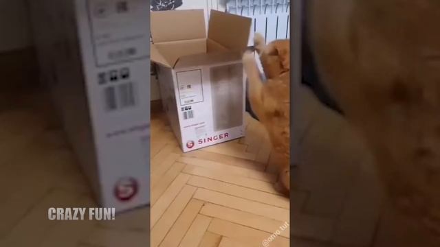 НОВЫЕ ПРИКОЛЫ МАРТА / ПРИКОЛЫ МАРТА 2021 / СМЕШНЫЕ ВИДЕО 2021 // ПРИКОЛЫ ЛУЧШЕЕ #2 смотреть онлайн