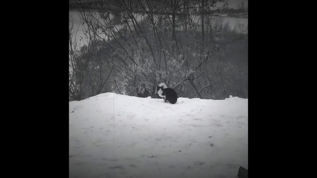 Грустные котики прощаются / Sad cats / Goodbye my lover смотреть онлайн