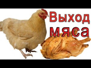Какой выход мяса у птицы?