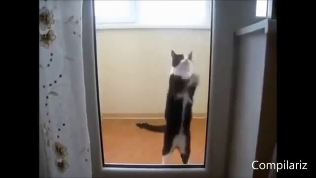 приколы над котами смотреть онлайн