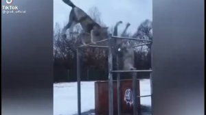 АУФ ЦИТАТА МЕМ 🐺👆