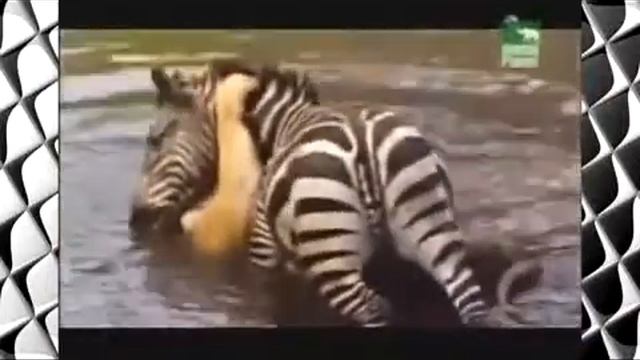 зебра vs льва 1 смотреть онлайн