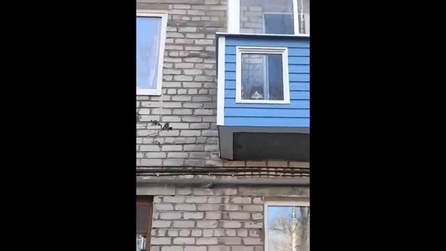 Заведи кота, если тебе скучно жить! Подборка приколов с кошками / Смешные кошки смотреть онлайн
