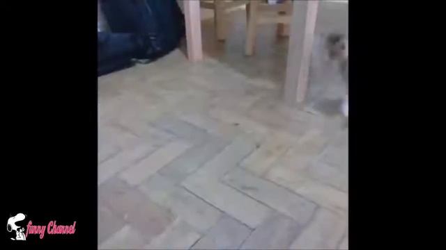 Смешные моменты про кошек и котят 3# смотреть онлайн