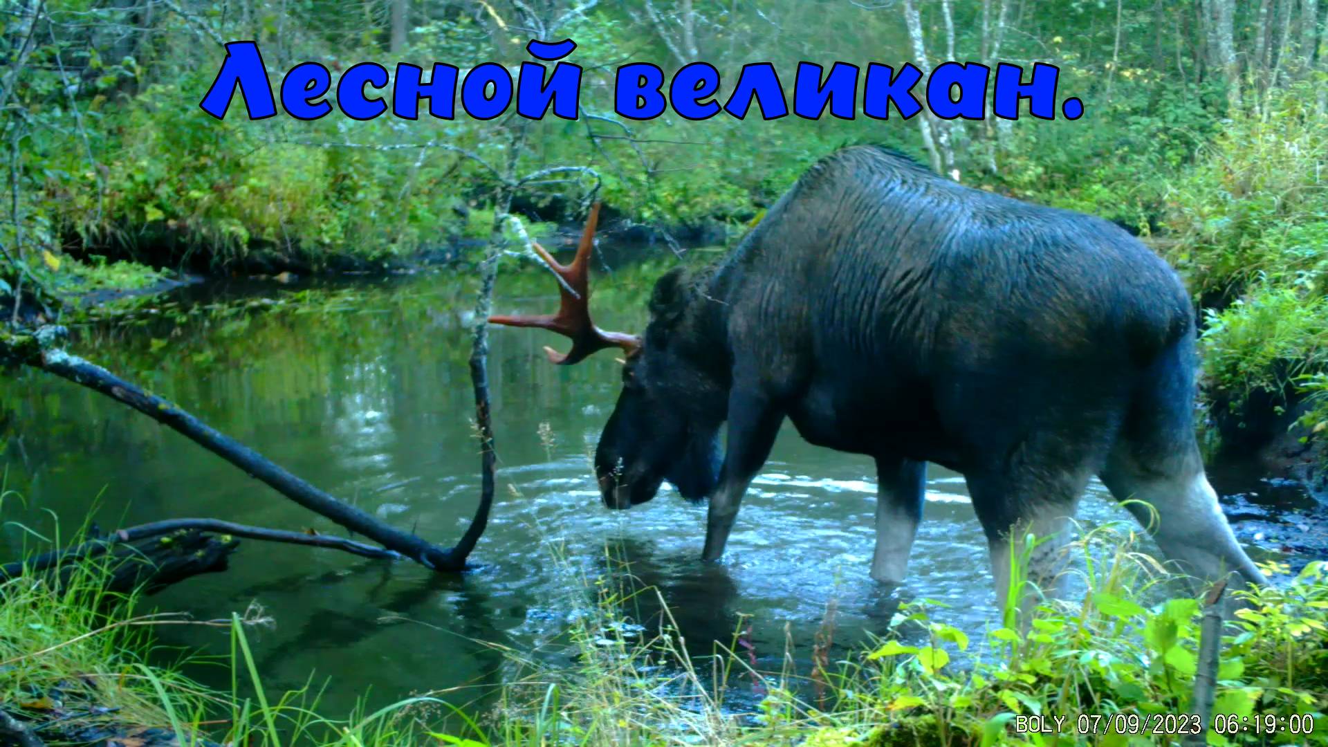 Лесной великан. Кадр с фотоловушки. смотреть онлайн