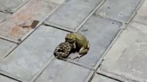 не спеши, не спеши, братишка. правую ногу поставь на голову.😂😂😂😂😂😂😂😂😂😂😂😂😂😂