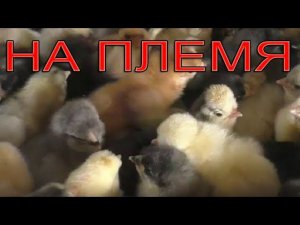 ЦЫПЛЯТА НА ПЛЕМЯ