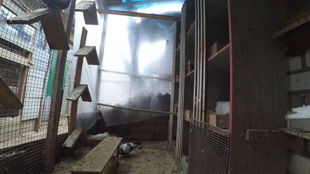 голуби,начало нового племенного сезона смотреть онлайн