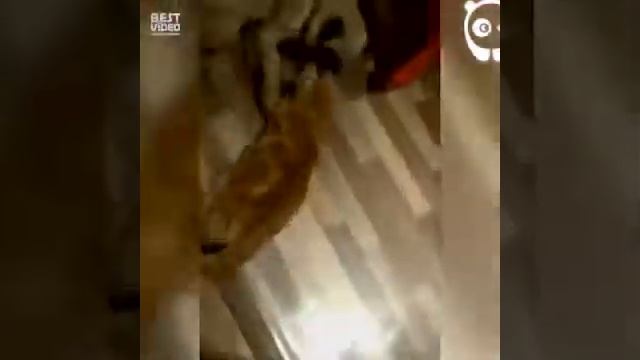 Смешные видео с кошками для детей и взрослых😂😂😂 смотреть онлайн
