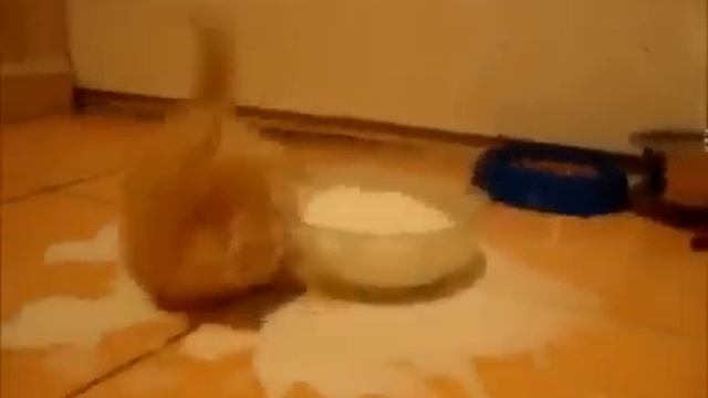 Приколы с кошками! Молочные ванны!))) смотреть онлайн