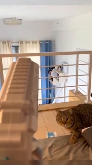 Рыжий Котопёс...) • #приколысживотными #кошки #приколы смотреть онлайн