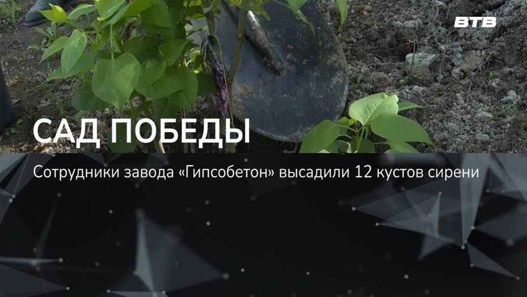 САД ПОБЕДЫ смотреть онлайн